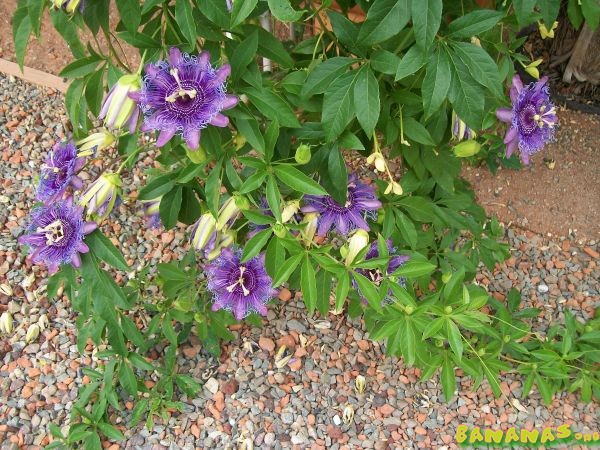 پاسیفلورا اینسنس